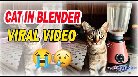 cat blender footage|CAT IN BLENDER VIDEO HORRIFIES INTERNET 